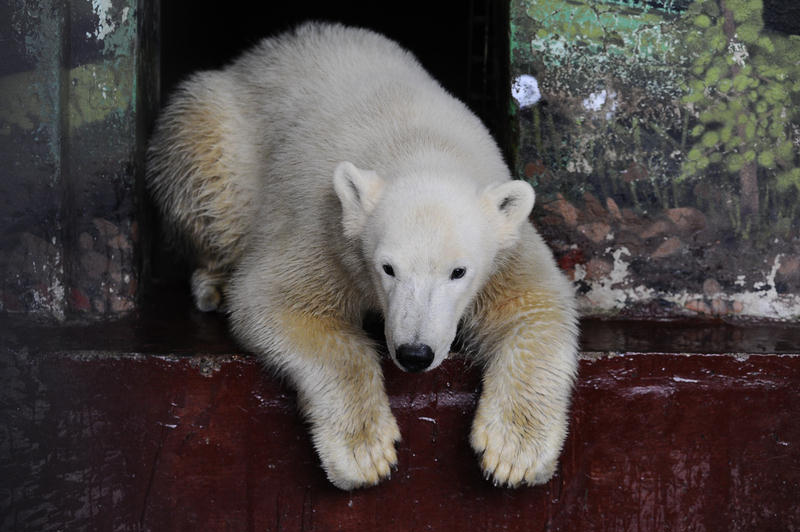 В Пермском зоопарке белая медведица съела своего новорожденного детеныша