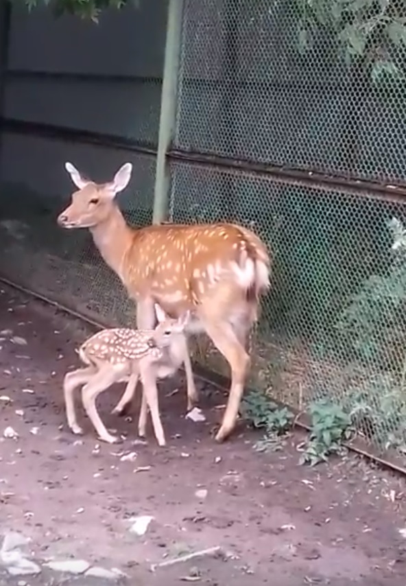 В Пермском зоопарке родились два олененка