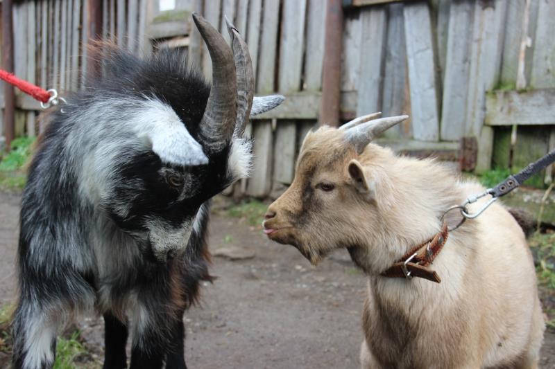 В Пермском зоопарке всю зиму можно будет погладить животных в контактном вольере