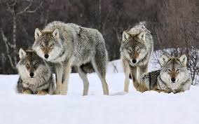 «Идет охота на волков» — Минприроды Прикамья платит по 20 тысяч рублей за одного хищника.