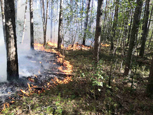 Эксперт: «Пермяки еще ощутят дым от пожаров в Краснокамском районе»