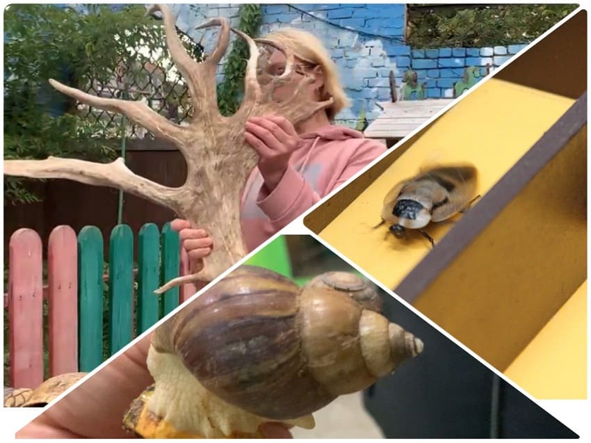 В Перми зоопарк предлагает улиток и тараканов на корпоративы и дни рождения
