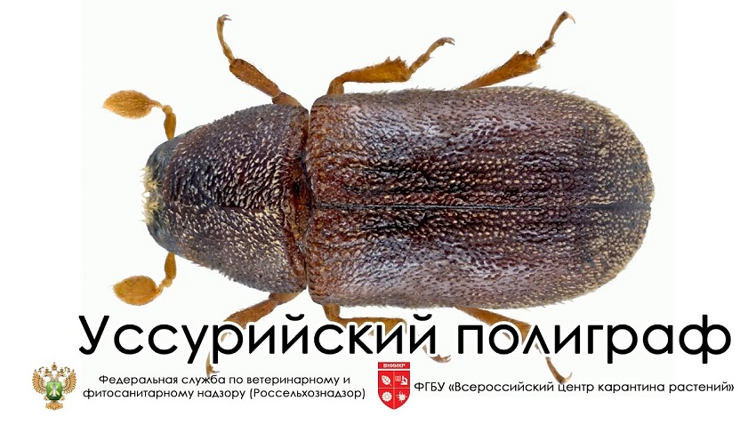 В Перми объявили карантин из-за опасного жука