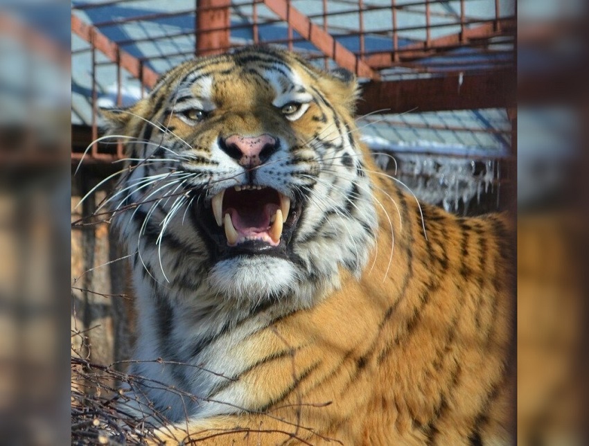 Власти Перми передадут зоопарк в краевую собственность до 20 ноября