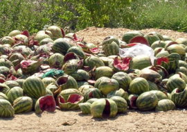 Около пяти тонн нелегальных арбузов и дынь изъяты из продажи