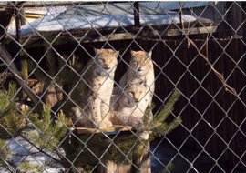 Из Новосибирска в Пермский зоопарк привезли двух рысей и харзу
